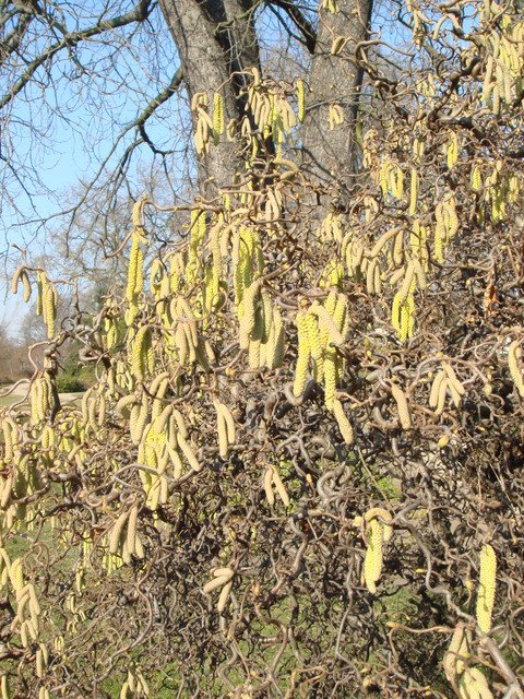Corylus avellana 'Contorta' (2)